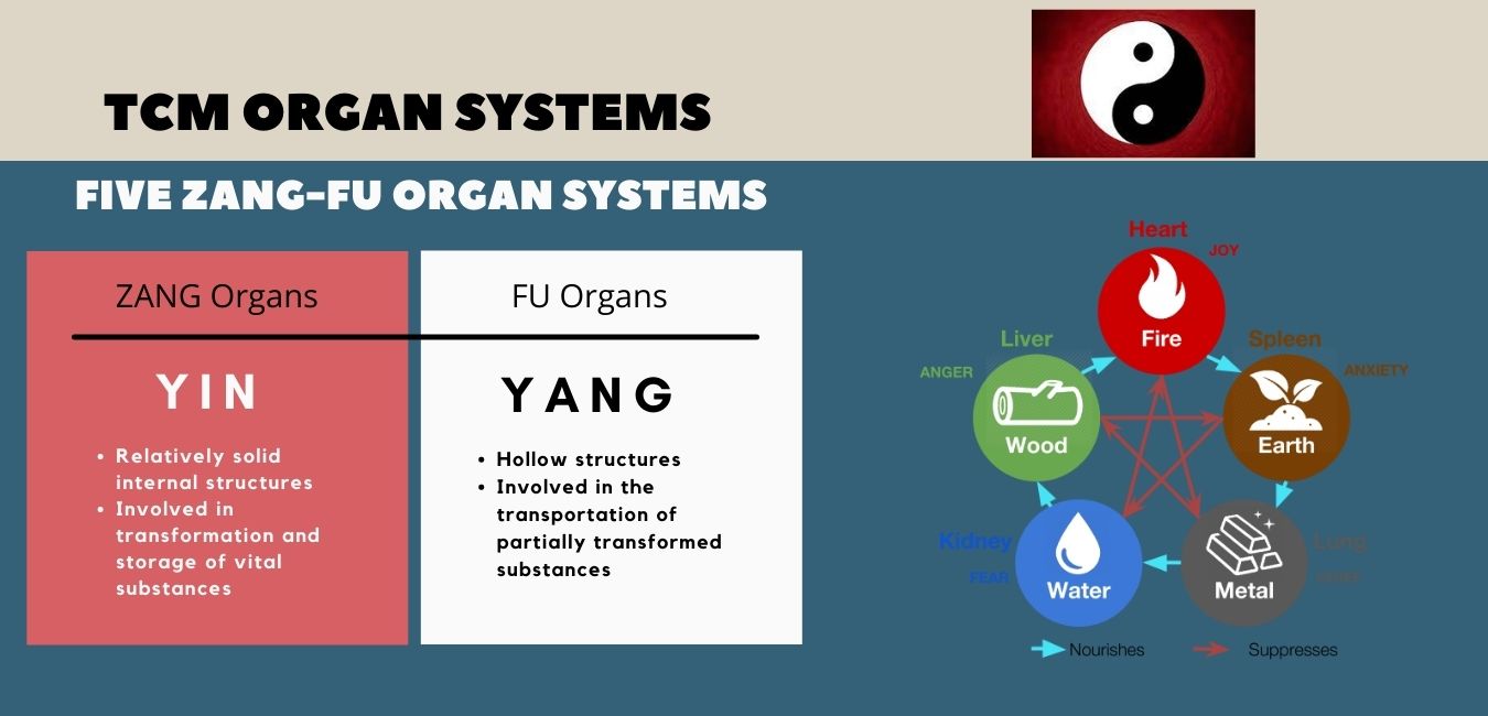 Zang Fu organs