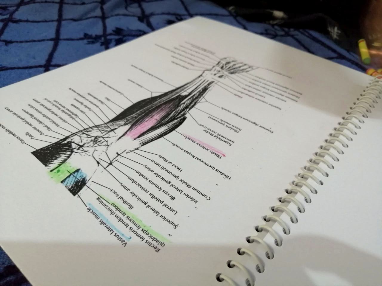 Anatomy workbook close-up